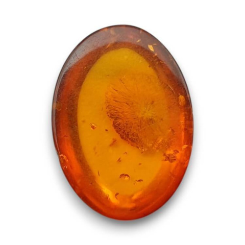 Baltic amber cabochon 18x13 mm no 831 Baltic amber cabochon 18x13 mm no 831
