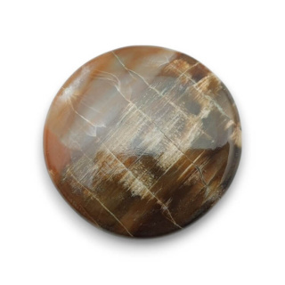 Skamieniałe drewno kaboszon fi 26x mm nr 50