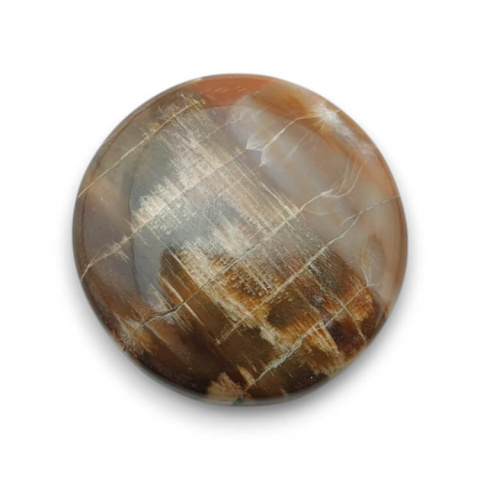 Petrified wood cabochon fi 26x mm no 50 Petrified wood cabochon fi 26x mm no 50