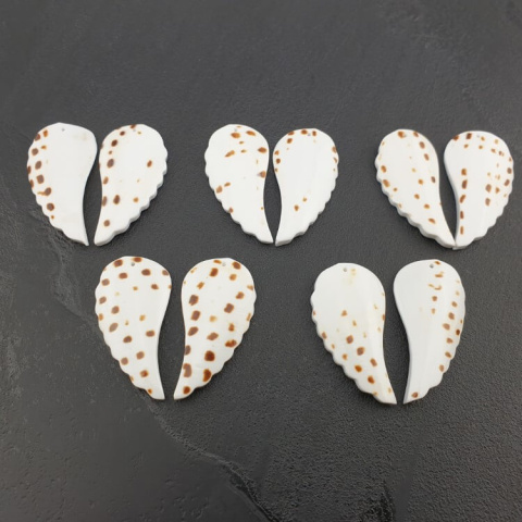 Shell wings with hole 38-41 mm pair Shell wings with hole 38-41 mm pair