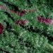 Ruby in zoisite