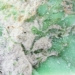 Variscite